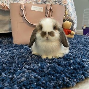 Meet your Posher, Lanais